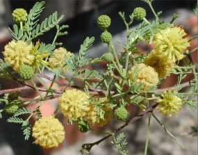 Dunbar Spring Neighborhood - Acacia Constricta | University Of Arizona ...